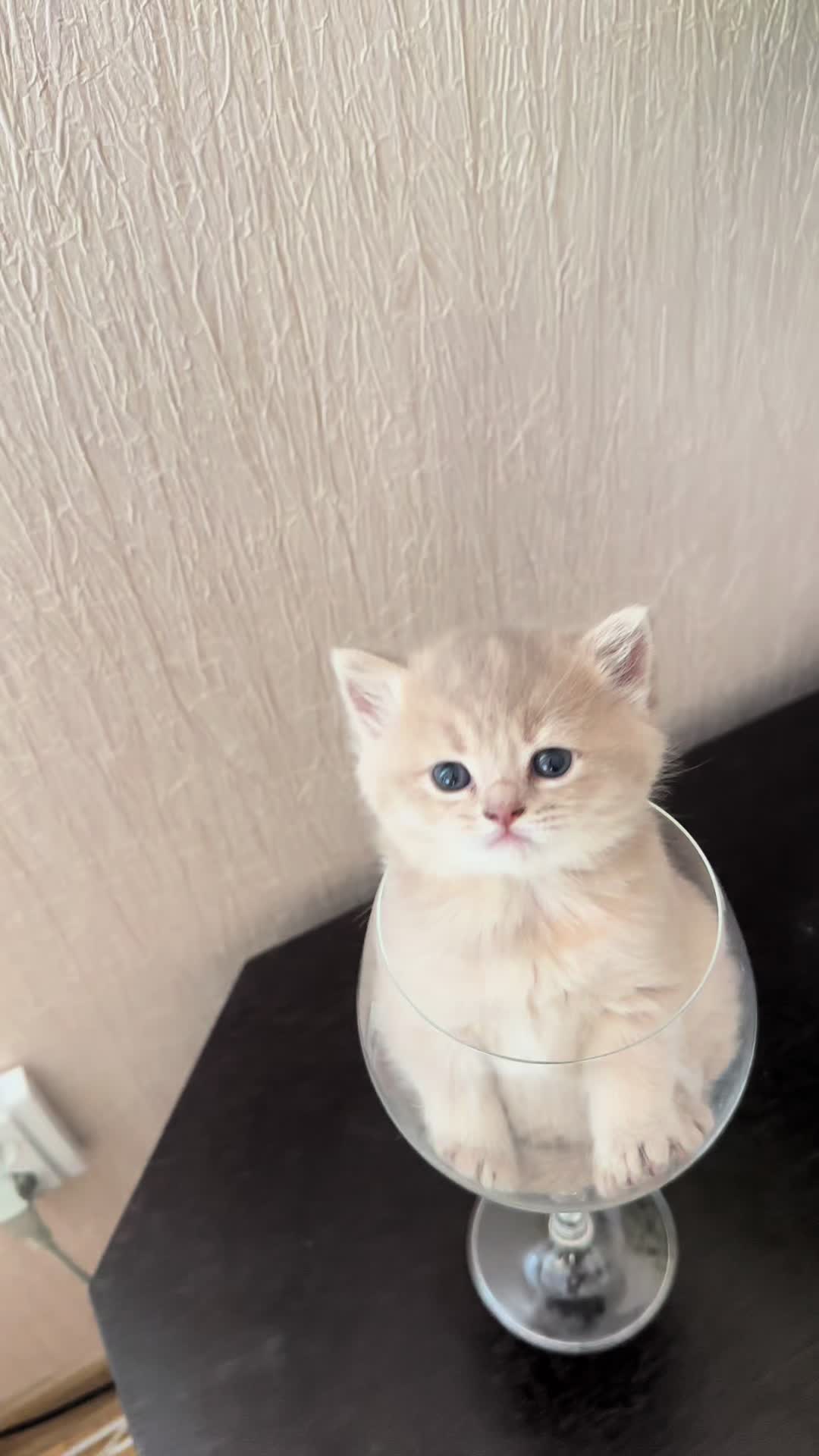 @cat.sheri.kittens