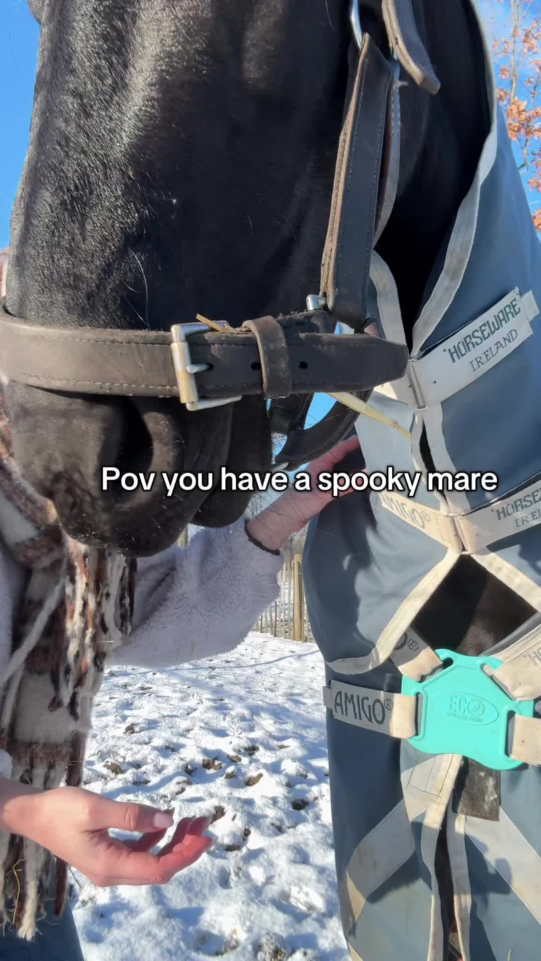 @Phoebe Tack Dressage