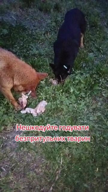 @viktoria)