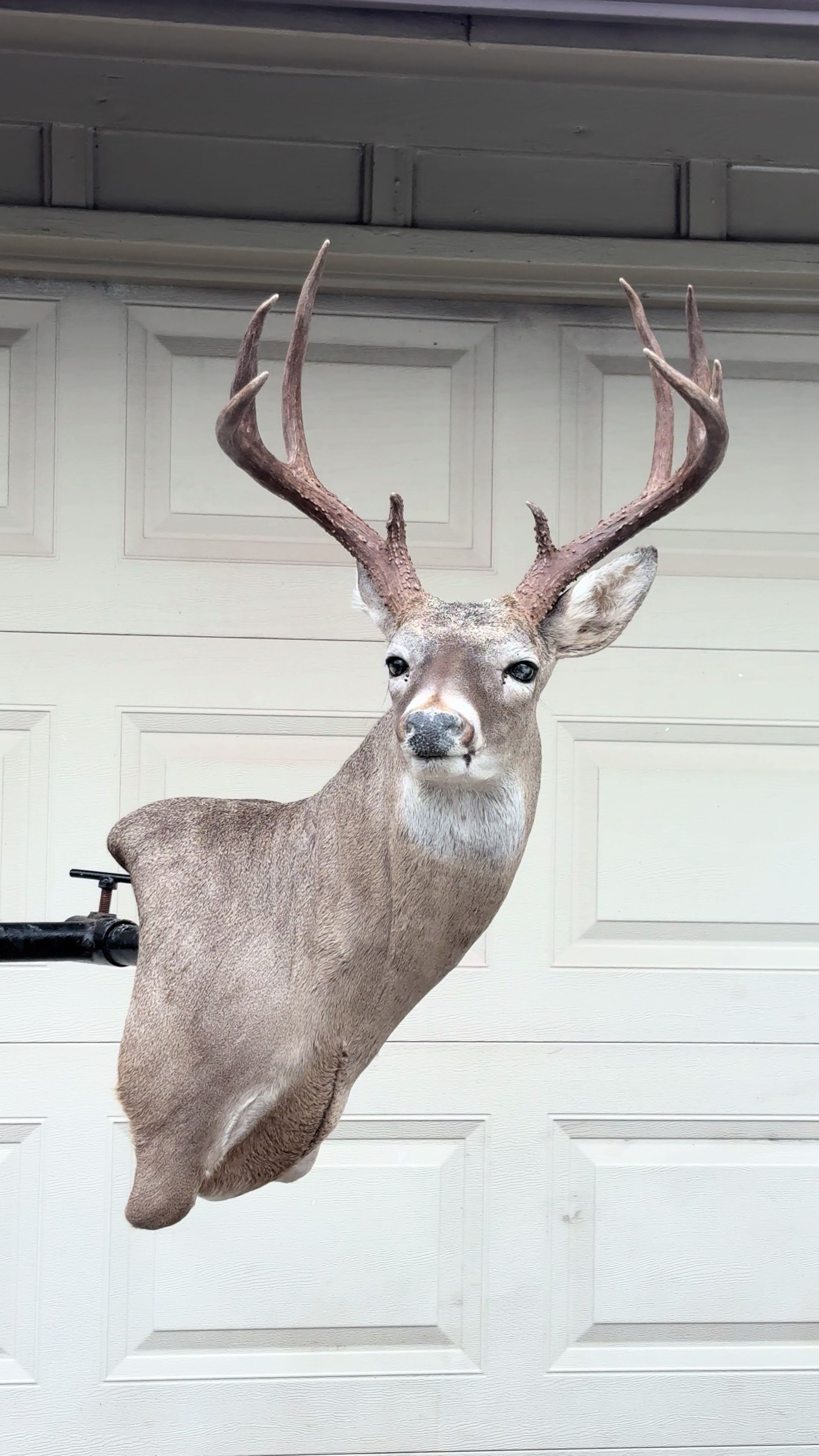 @Luke’s Wildlife Taxidermy