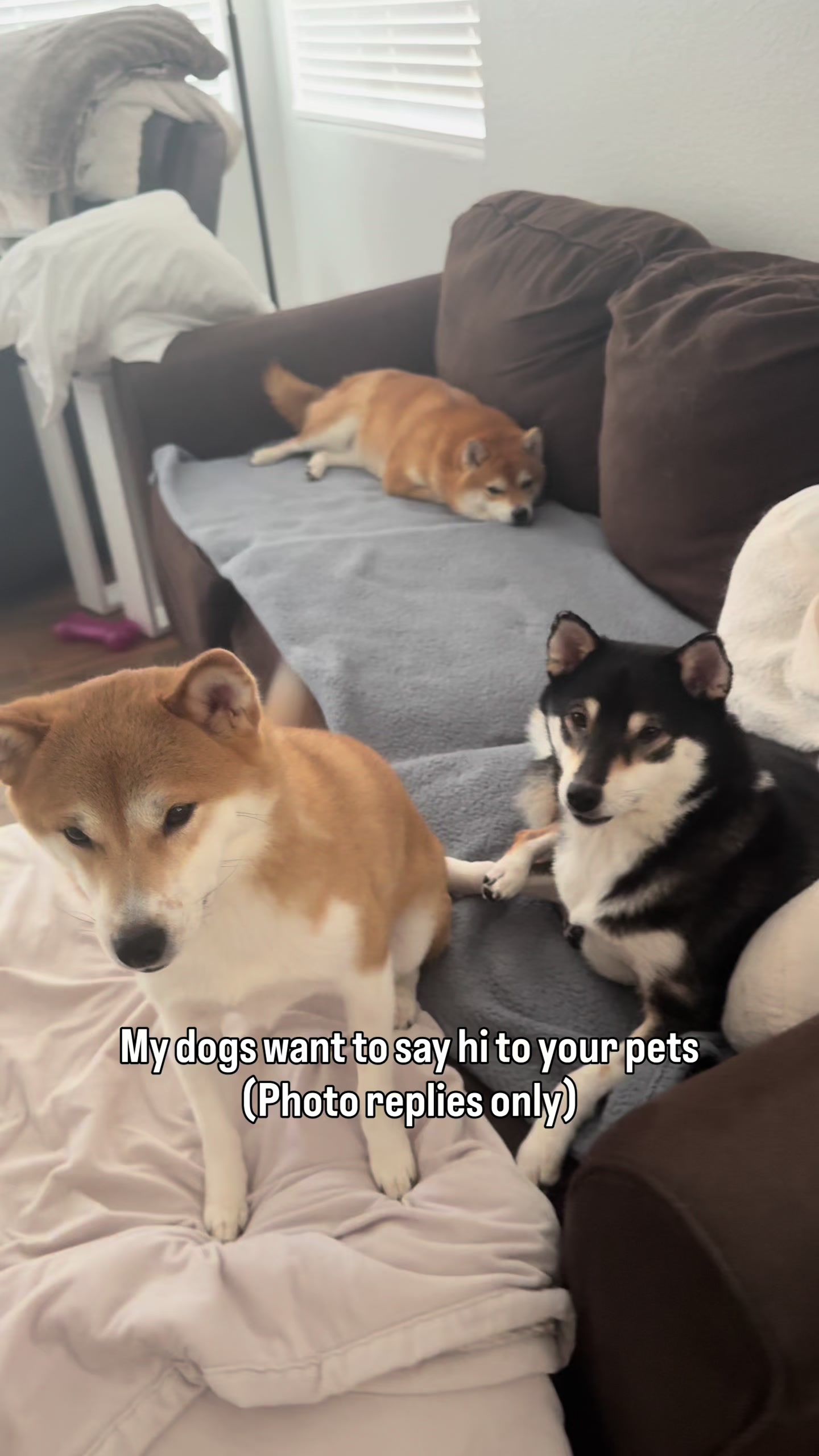 @Flock of Shibas 🐕🐕🐕