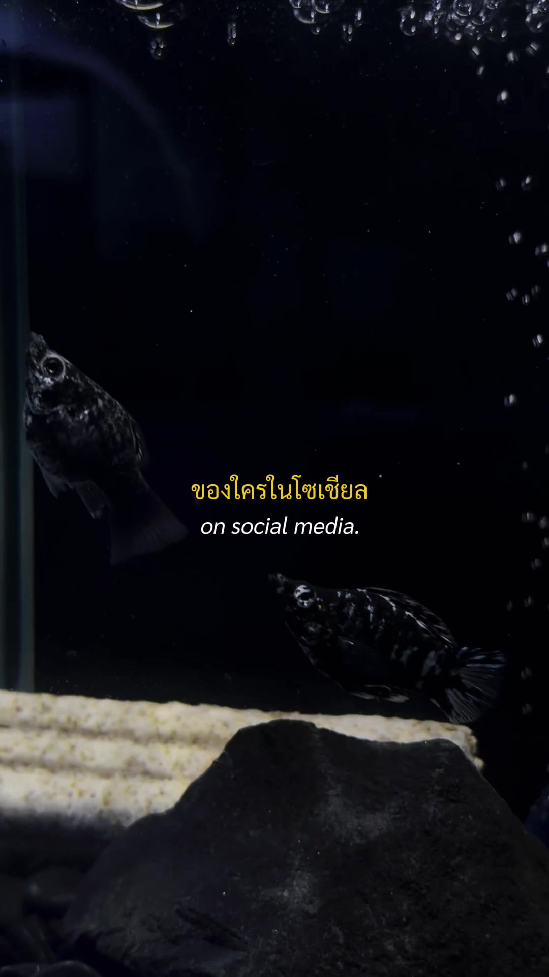 @แมวพารีวิว