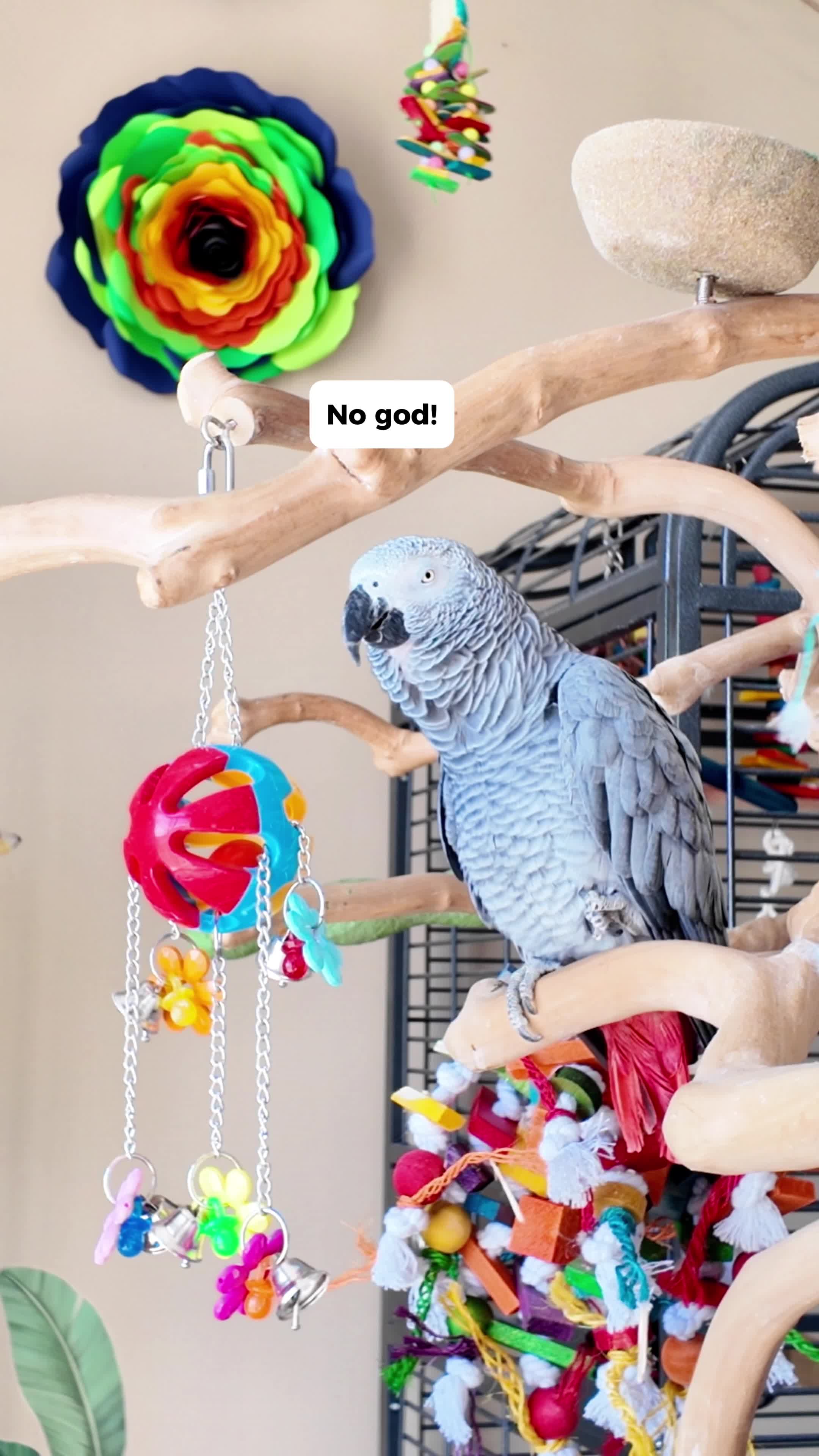 @Gizmo The Grey Bird