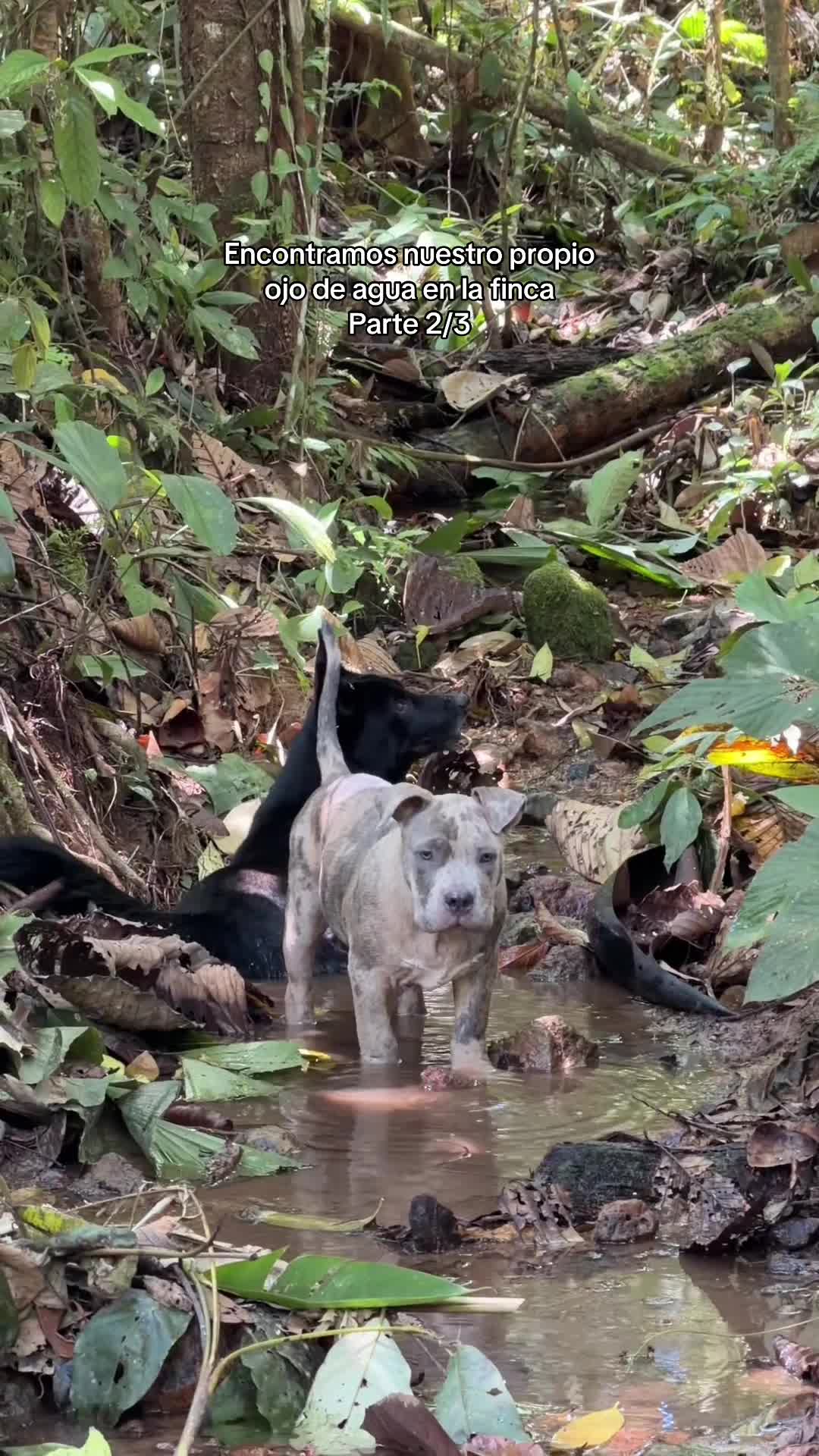 @GabbyFreire.diario