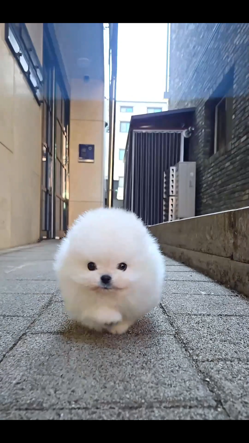 @Dogcastle_TH