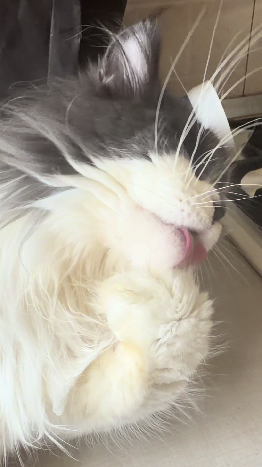 @PARAKENTOS*UA Maine coon