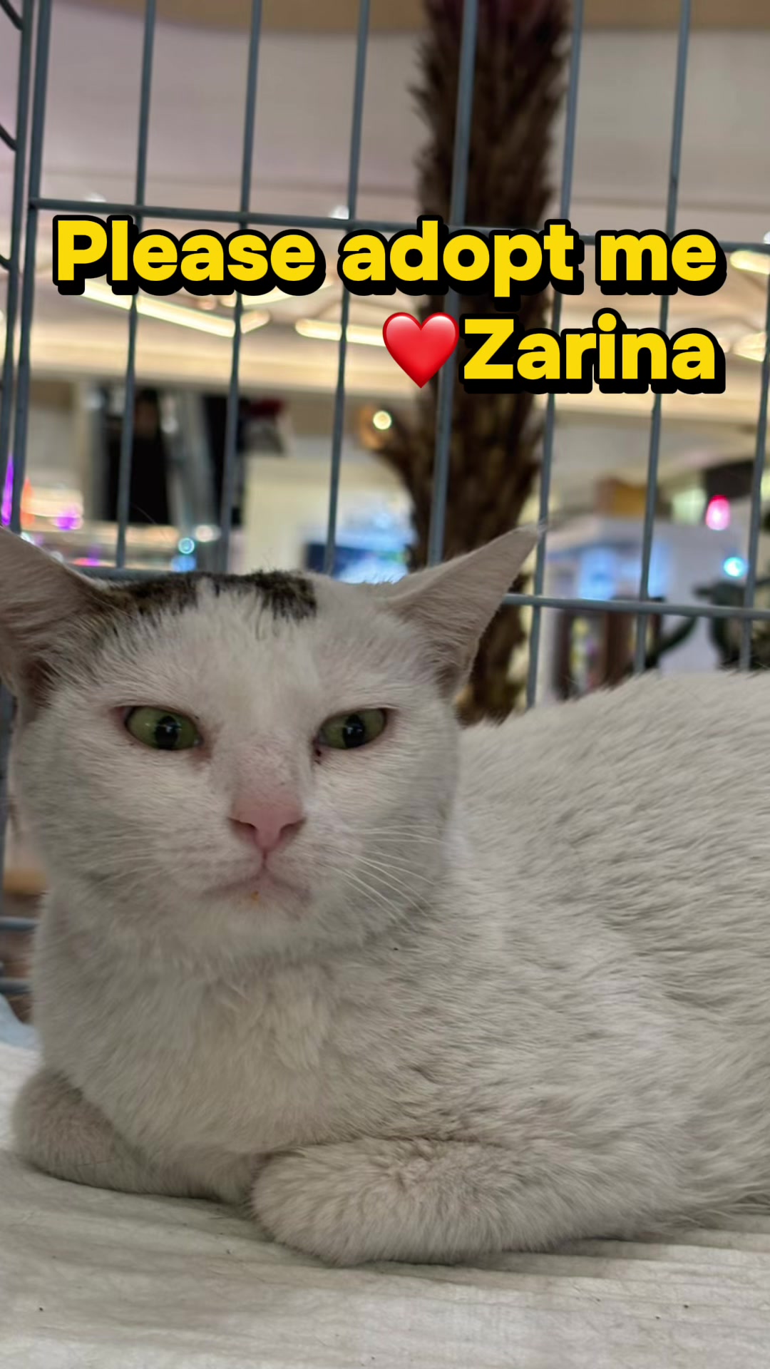 @Cats of BGC