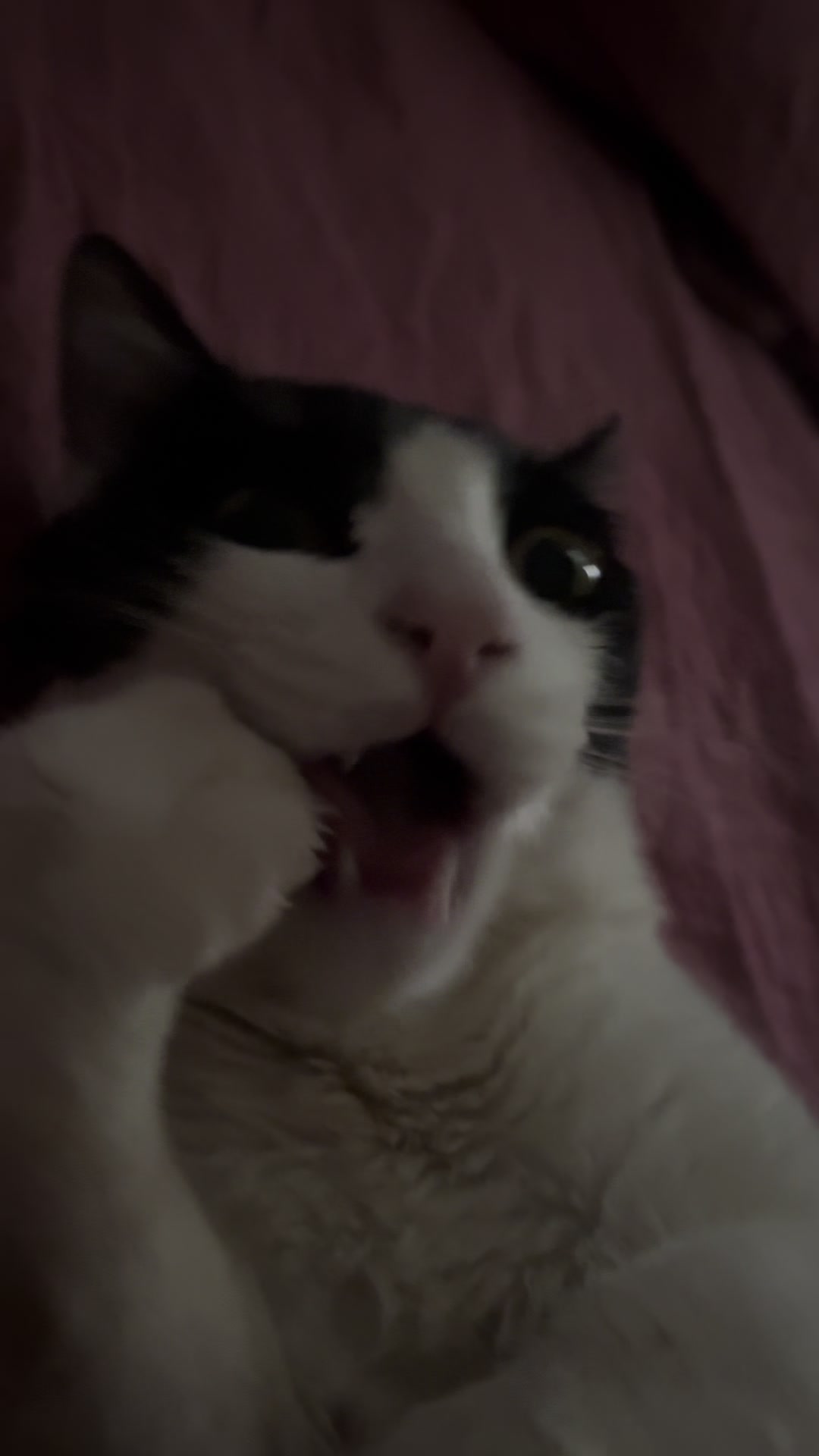 @𝐜𝐚𝐦𝐬