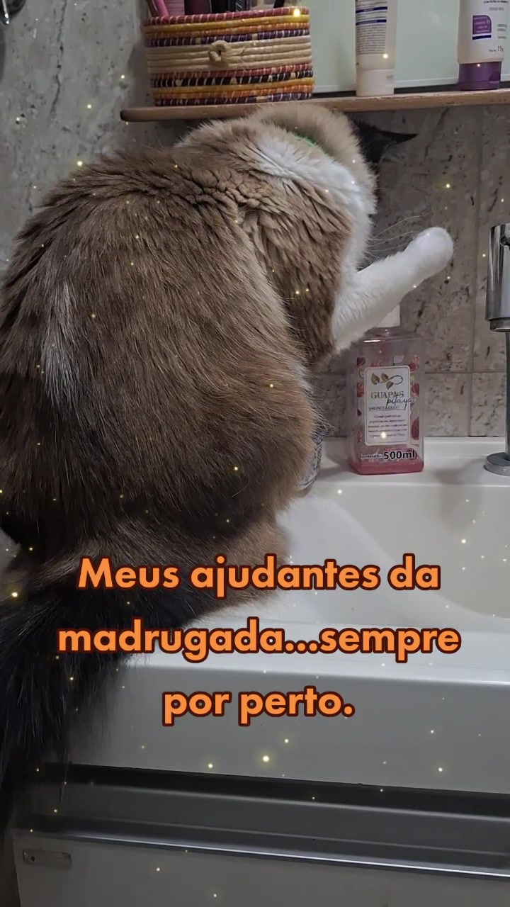 @MagdaAmoAnimais😾🐶🕊🐅🐍🐢🦜