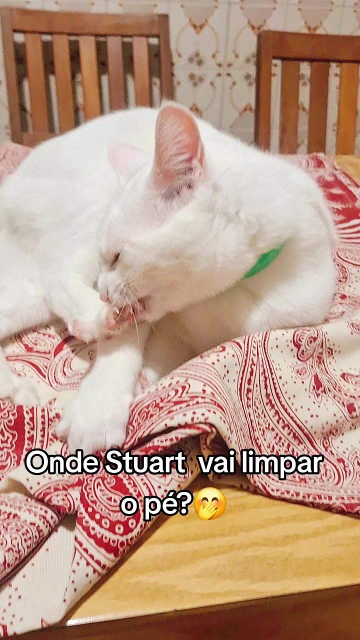 @MagdaAmoAnimais😾🐶🕊🐅🐍🐢🦜