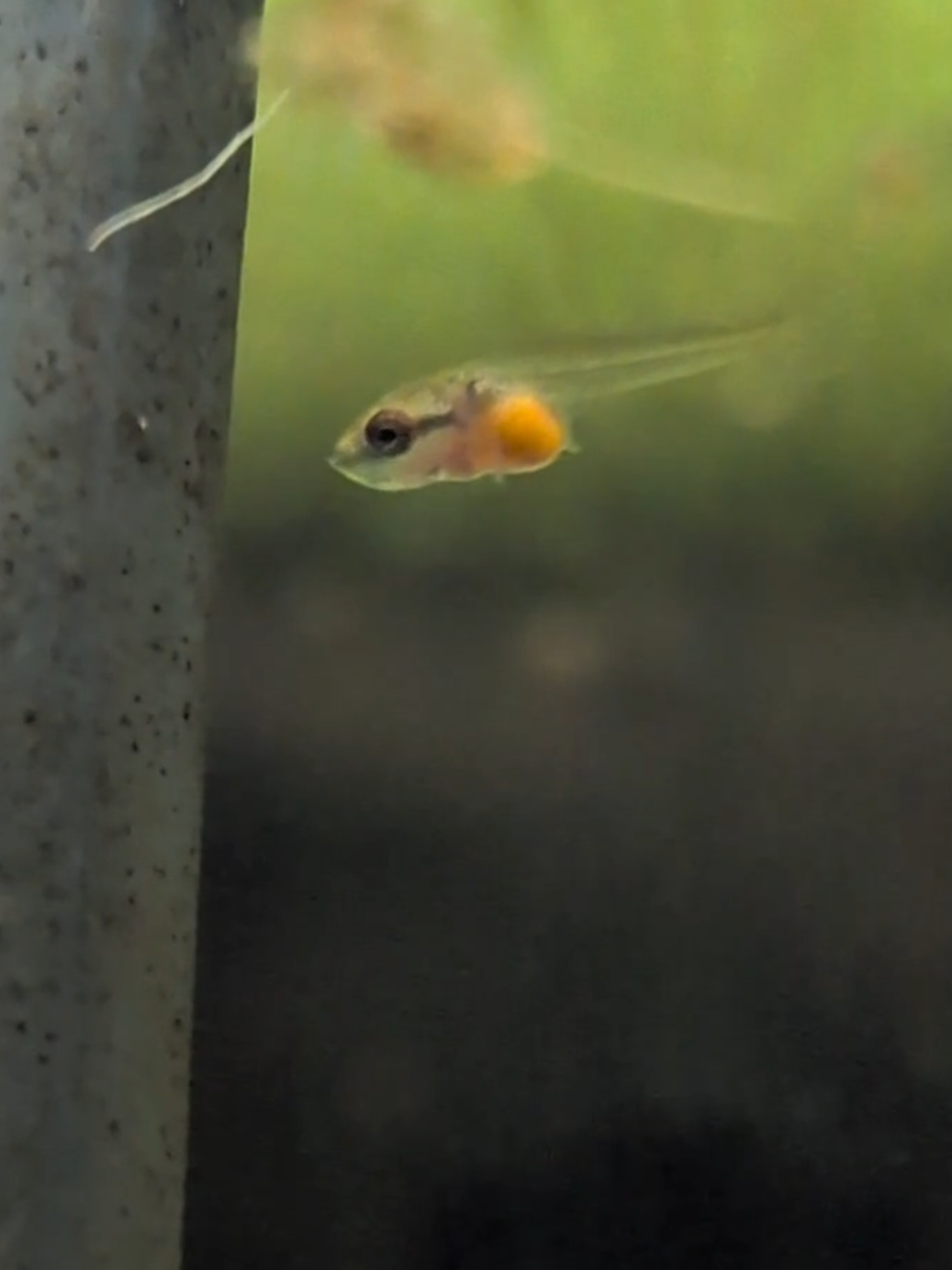 @Wicked Bettas