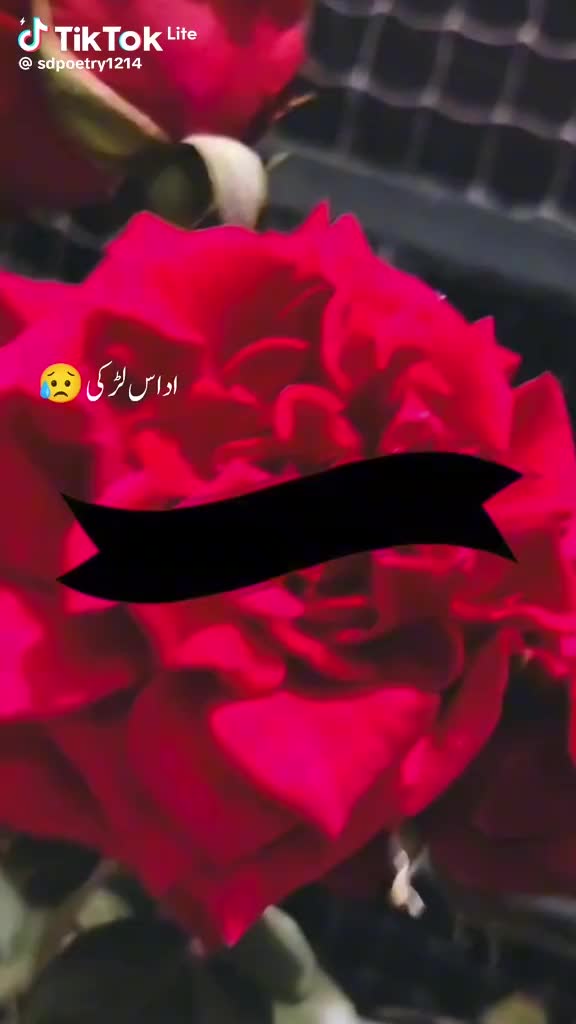 @@zidi kudi