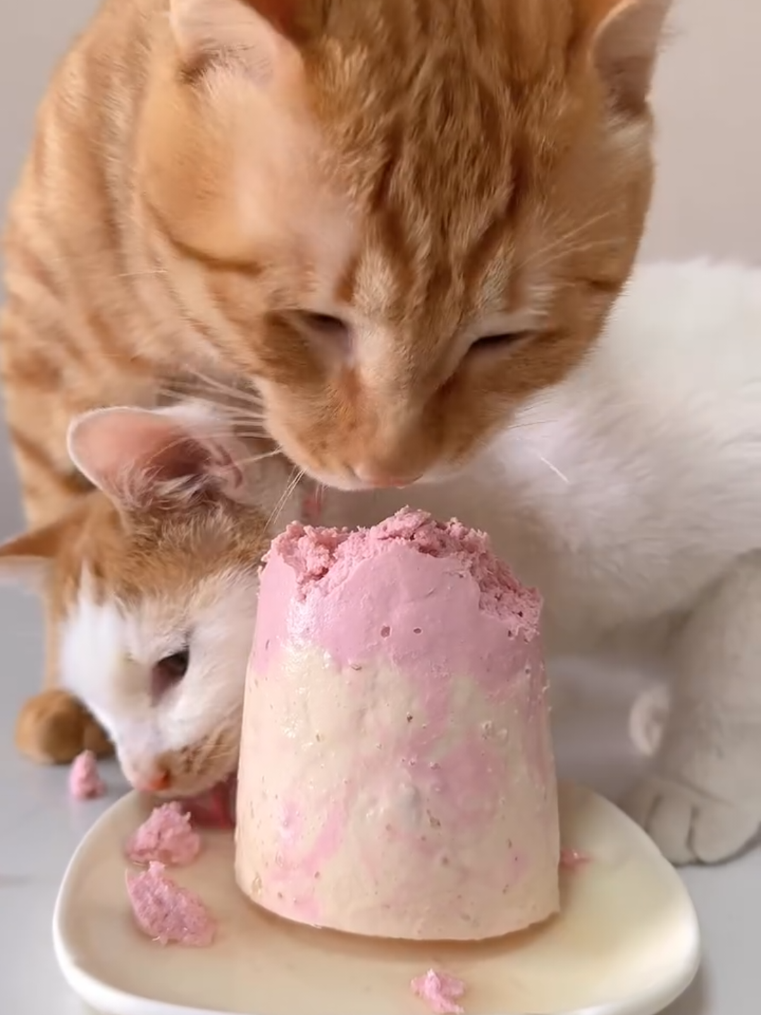@Chonky World Of Cats