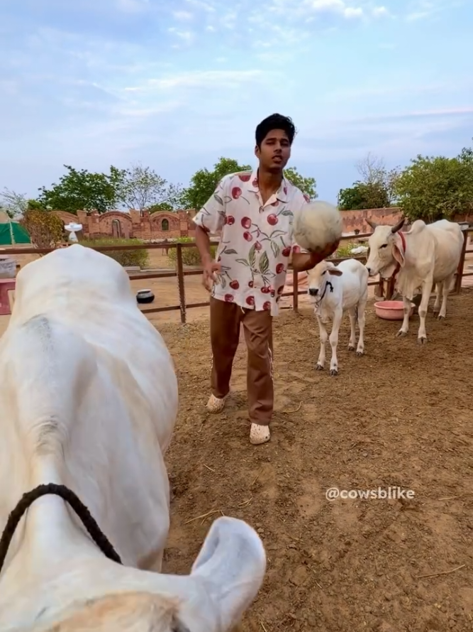 @cows_b_like