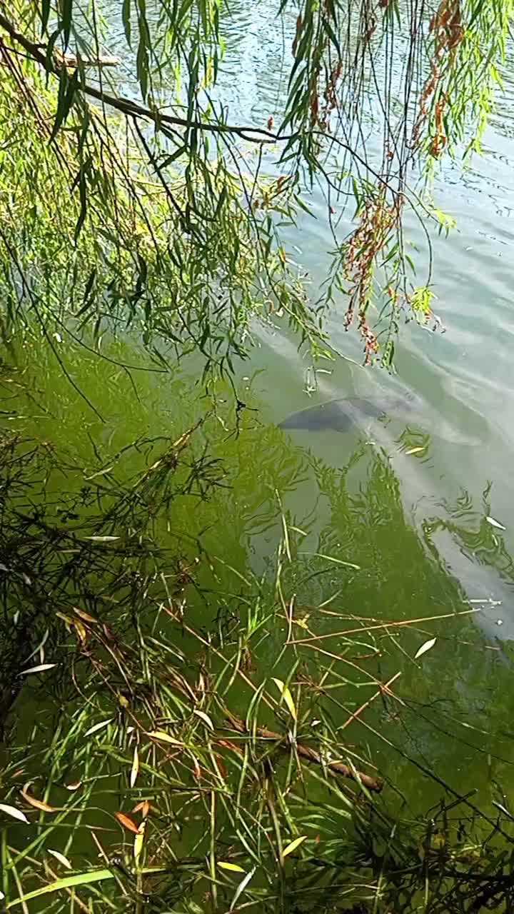 @Passion Carp'Sauvage