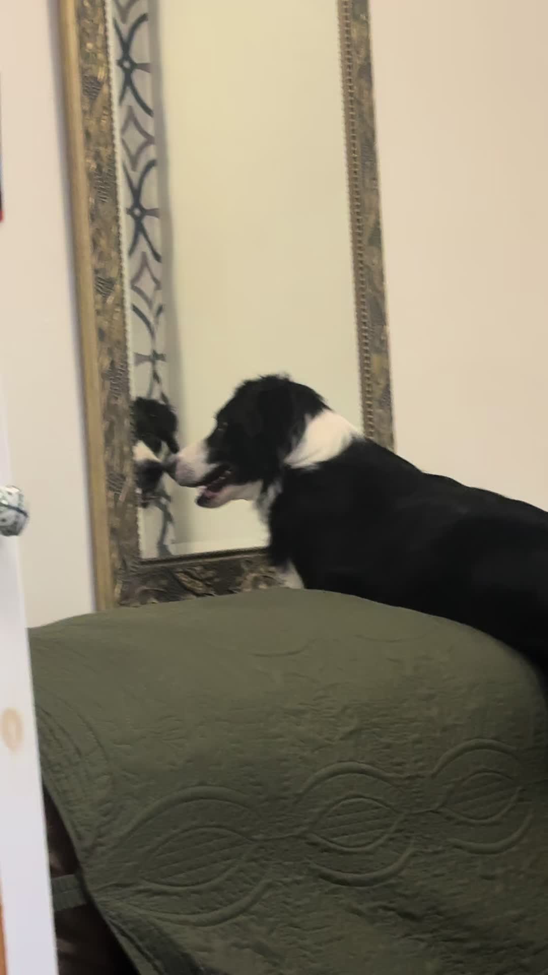 @Made_by_Dog