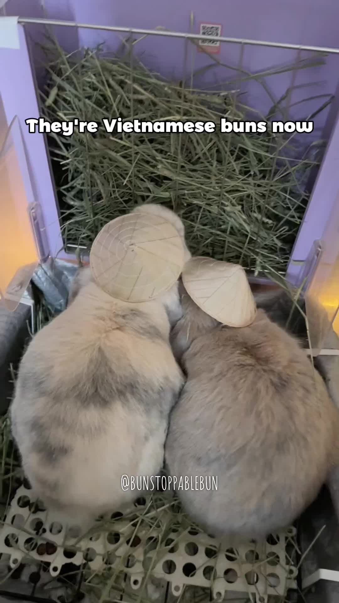 @BunBun, Mochi🌈, Chewy
