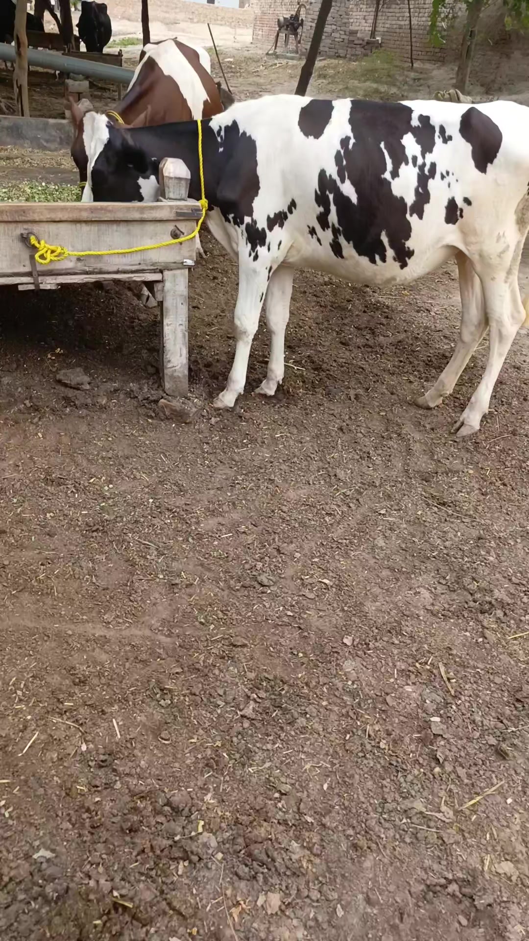 @Usmandairyfarmlayyah