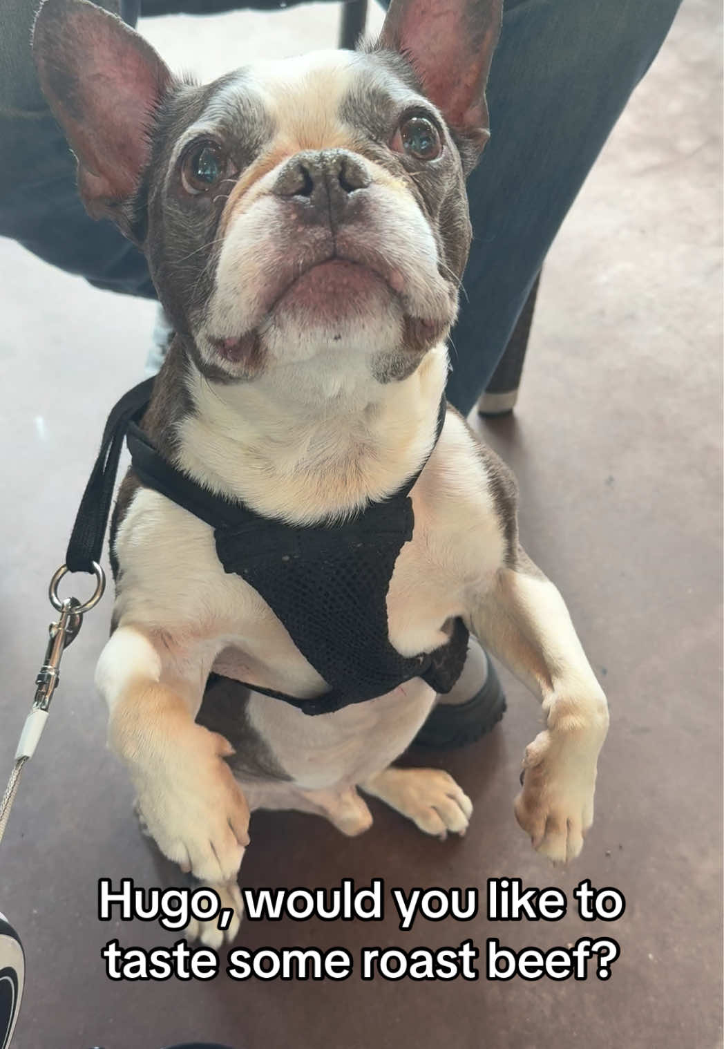 @Hugo_the_Frenchton