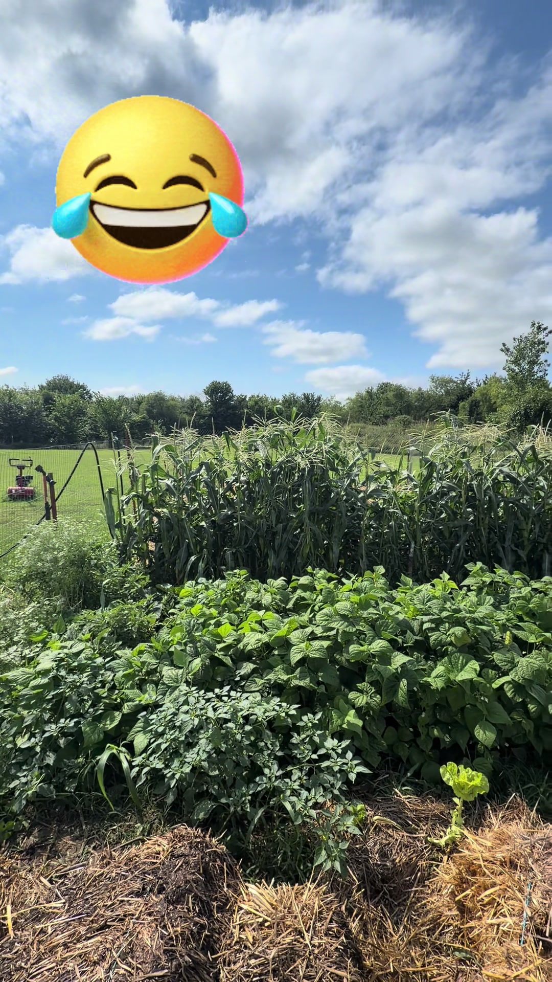 @NonniesFunnyFarm