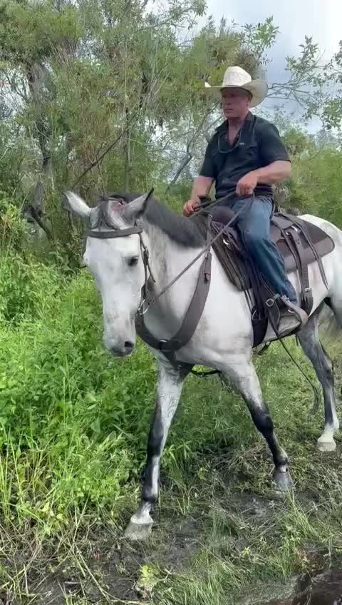 @Duyn Equine Horse Training
