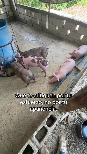 @Yei-Peña🐷🐽🇩🇴