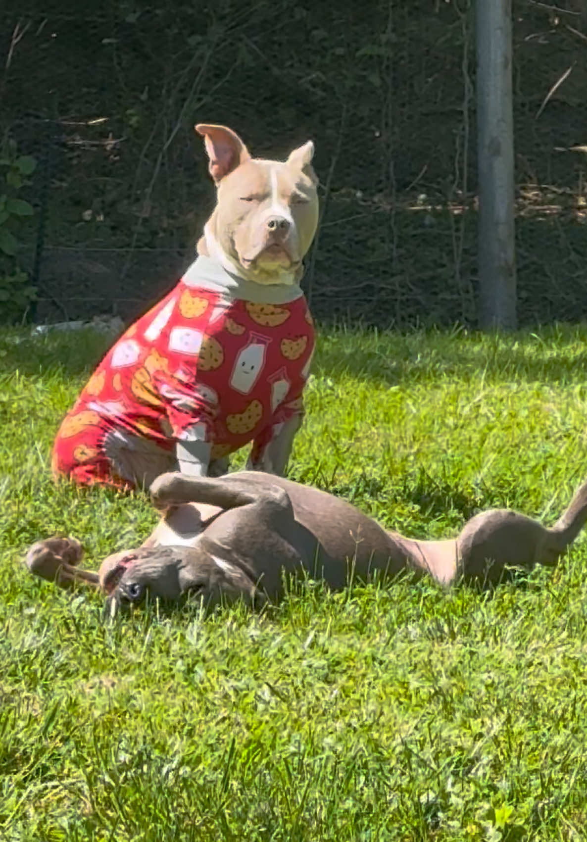 @Pittie Mom