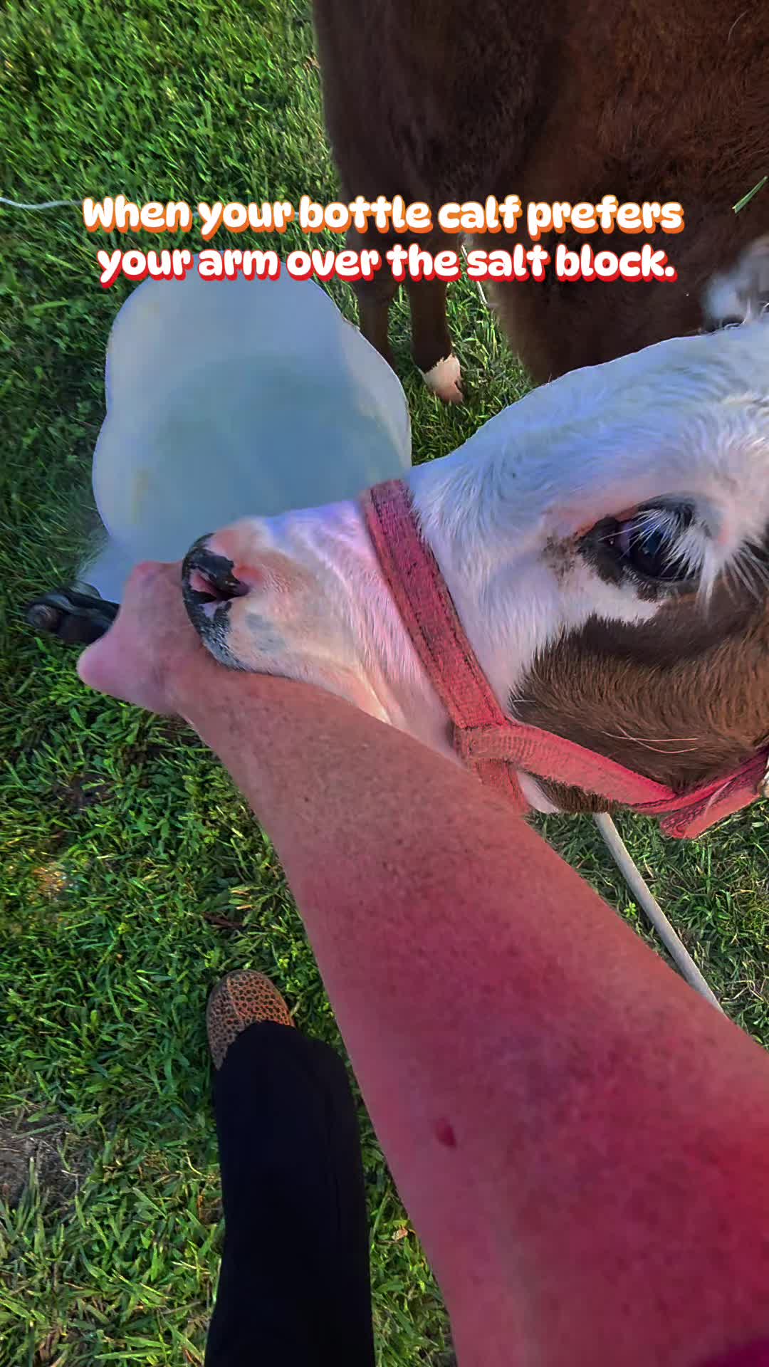 @FarmFun33