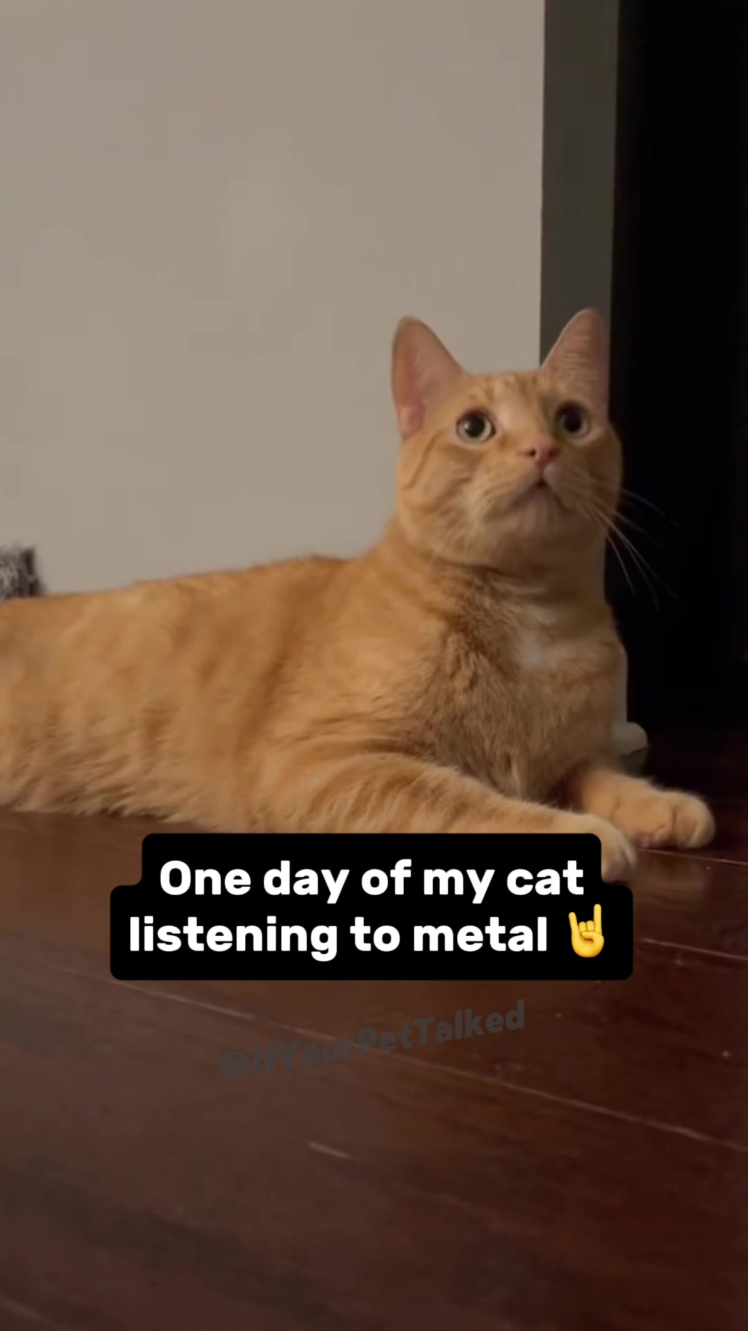 @If Your Pet Talked