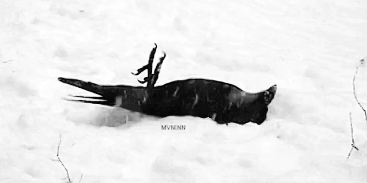 @𝐈𝐬𝐚𝐛𝐞𝐥𝐥𝐚 .⋆♱⃓