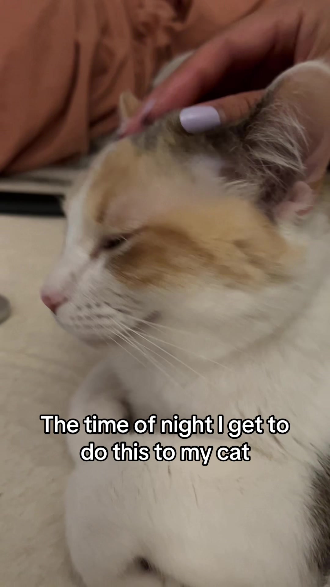 @Panko Cat