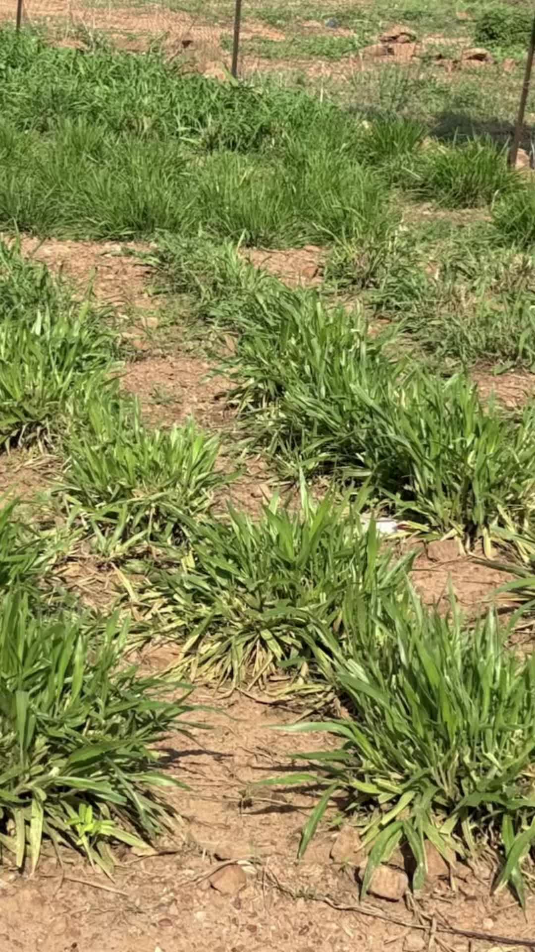 @Sambla Farming