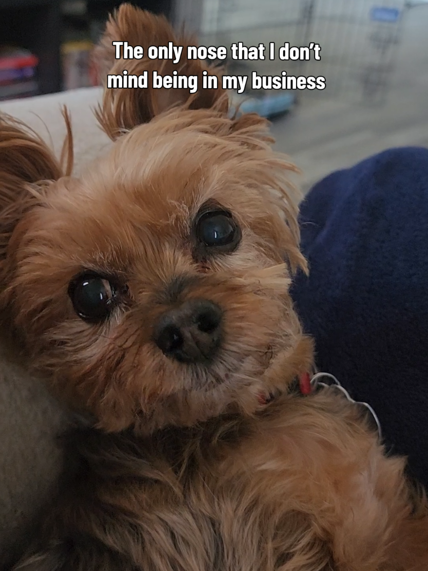 @Chase the Yorkie