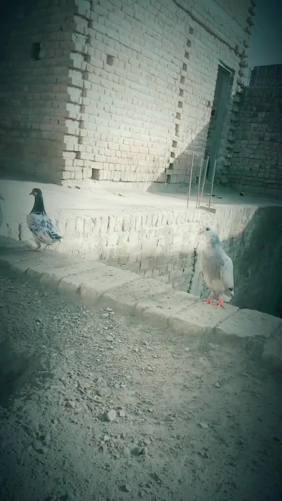 @Adnan Khan