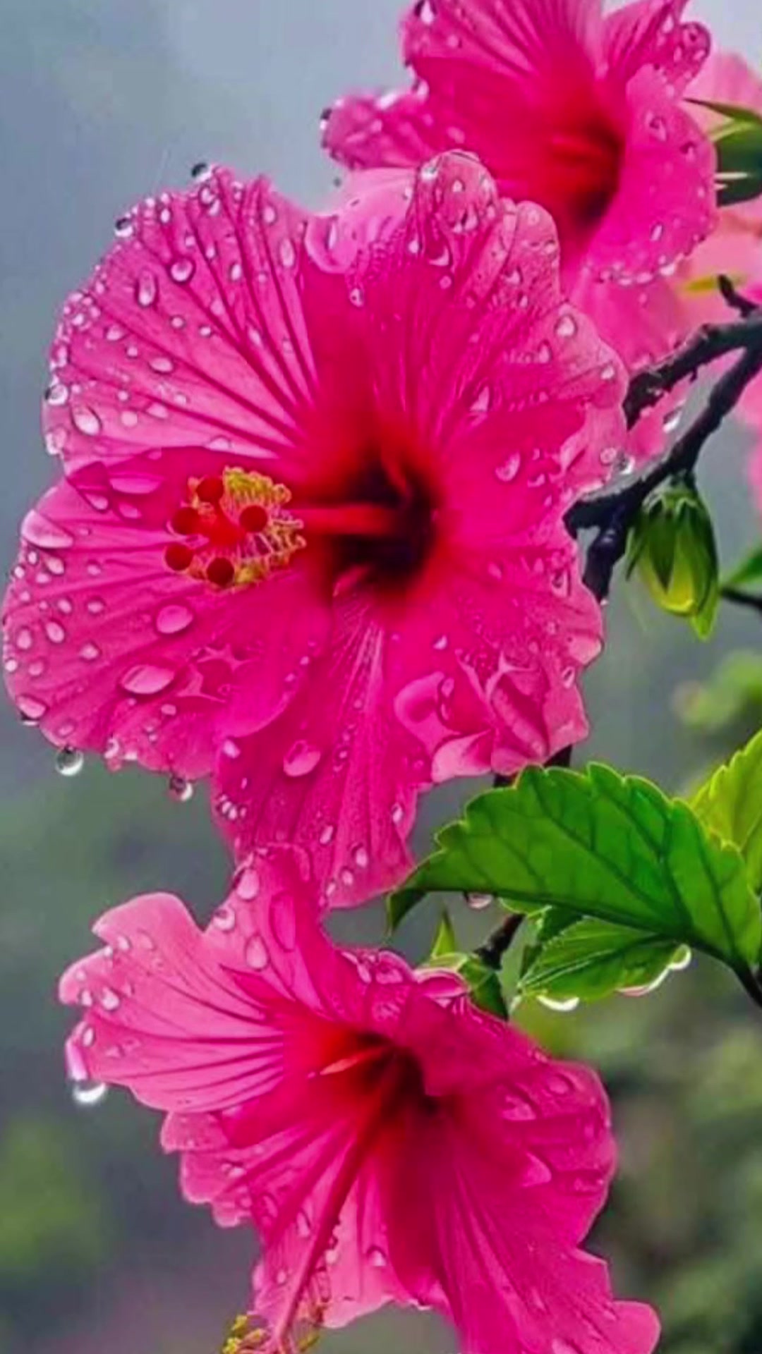 @DirghaTez Shrestha