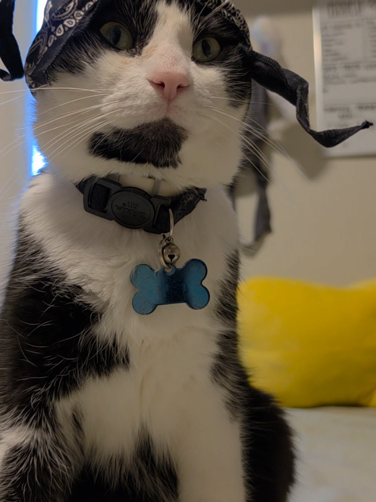 @THUGxedo Cat