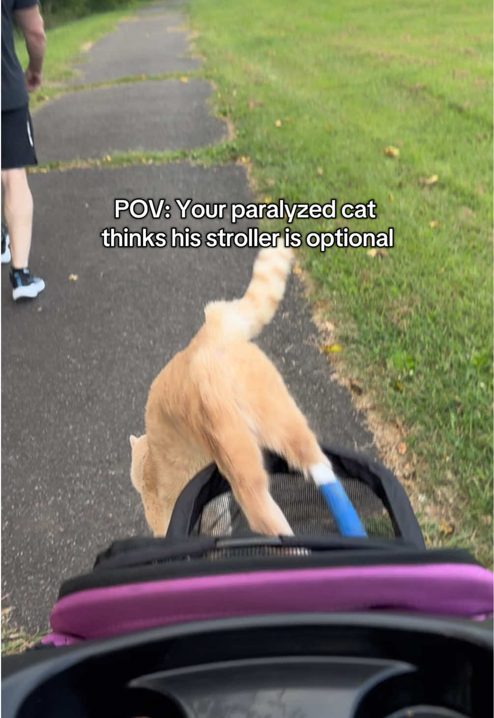@Low Ryder Kitty