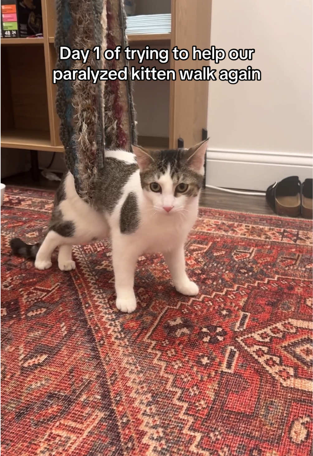 @Parcel the Paralyzed 😻