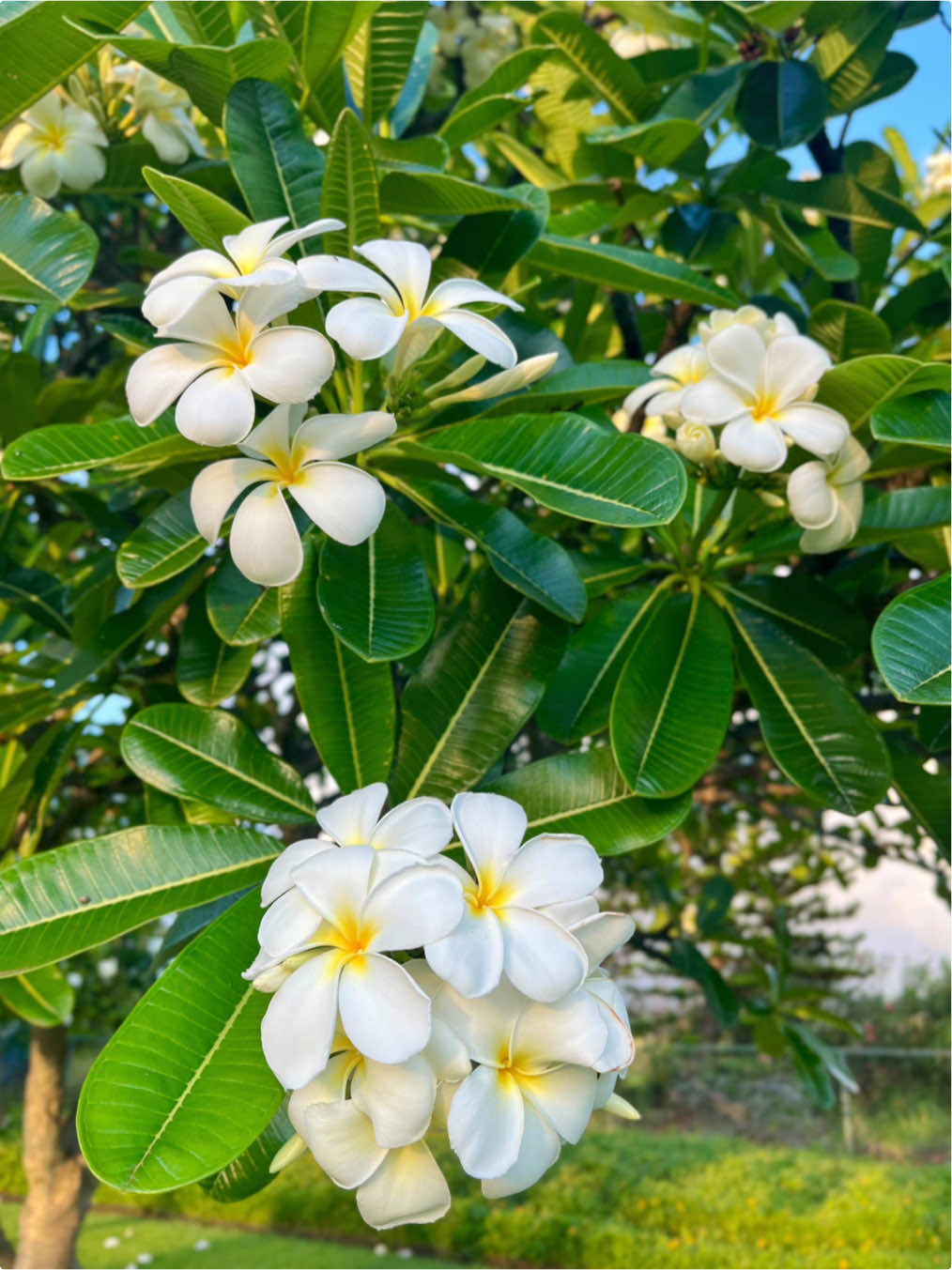@TAY 𖤓 MAUI PHOTOGRAPHER