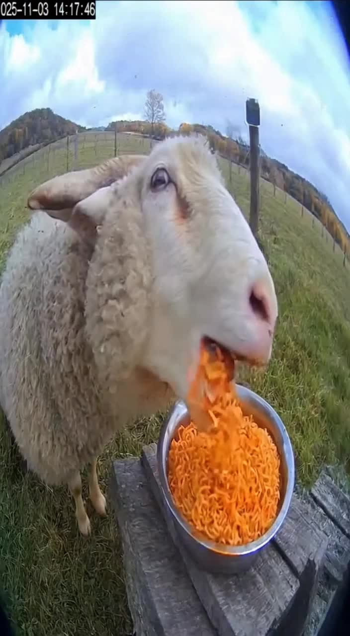 @Paw on Camera
