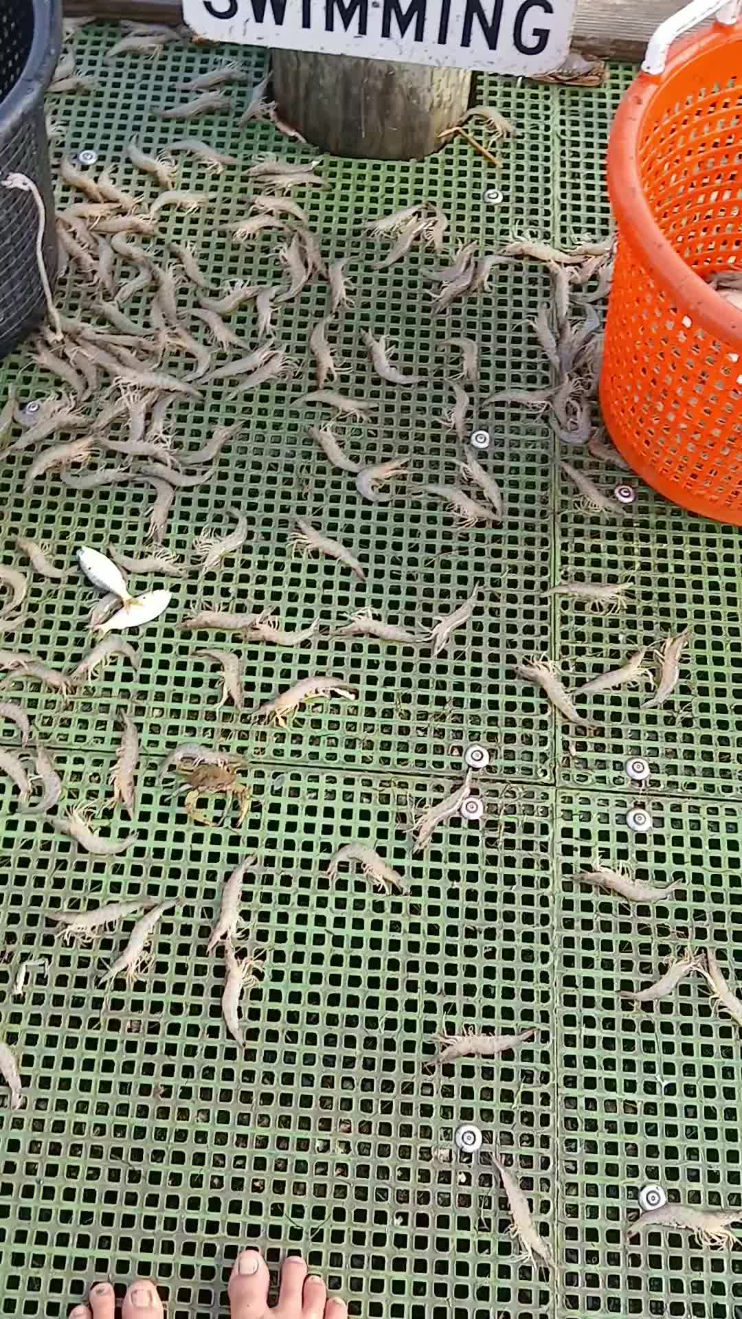 @SALTWATER SAB OUTDOORS