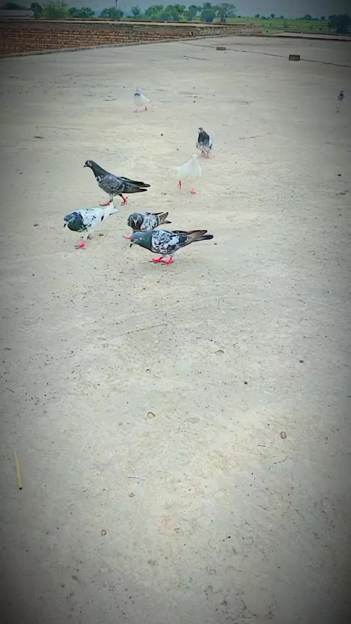 @🦅چکوال🦅