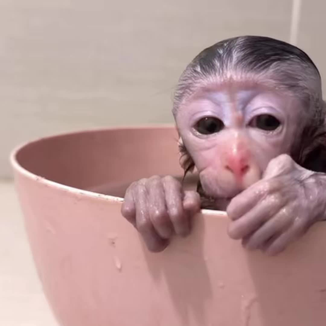 @Monkey TP