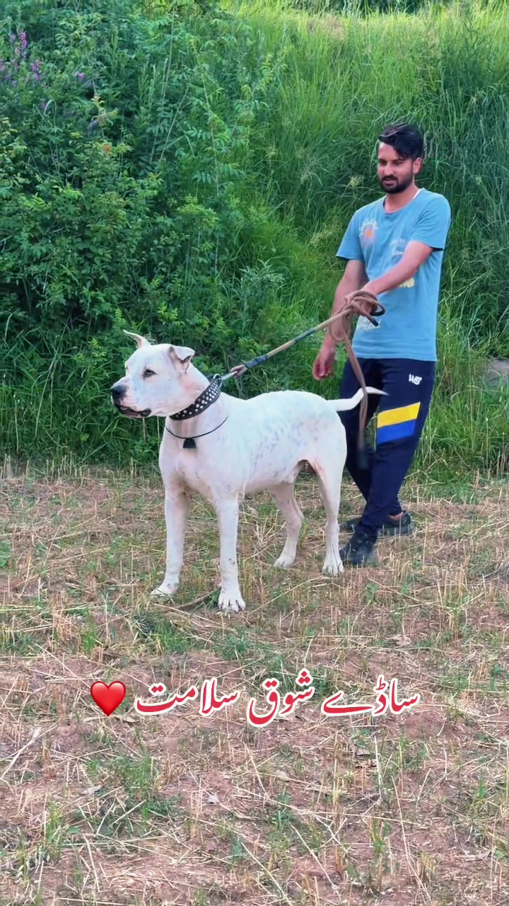 @Sardar Kashif Azam