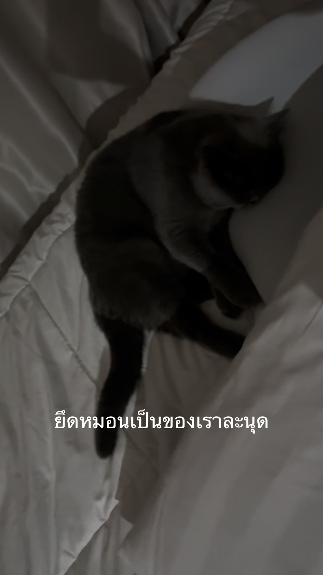 @GRACE แกรม 1964