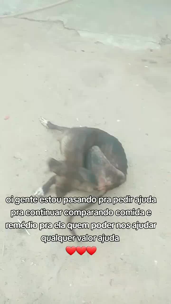@Cãozinhoabandonado