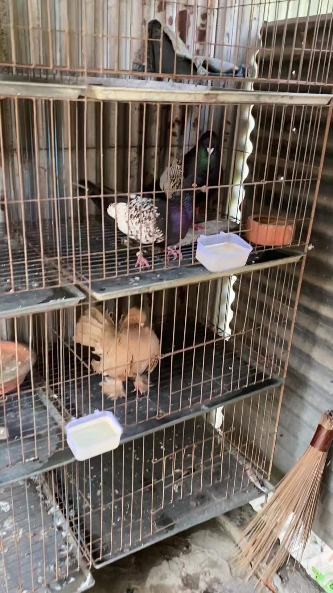 @Rayhan's Pets