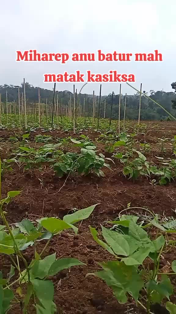 @Kang Fatwa