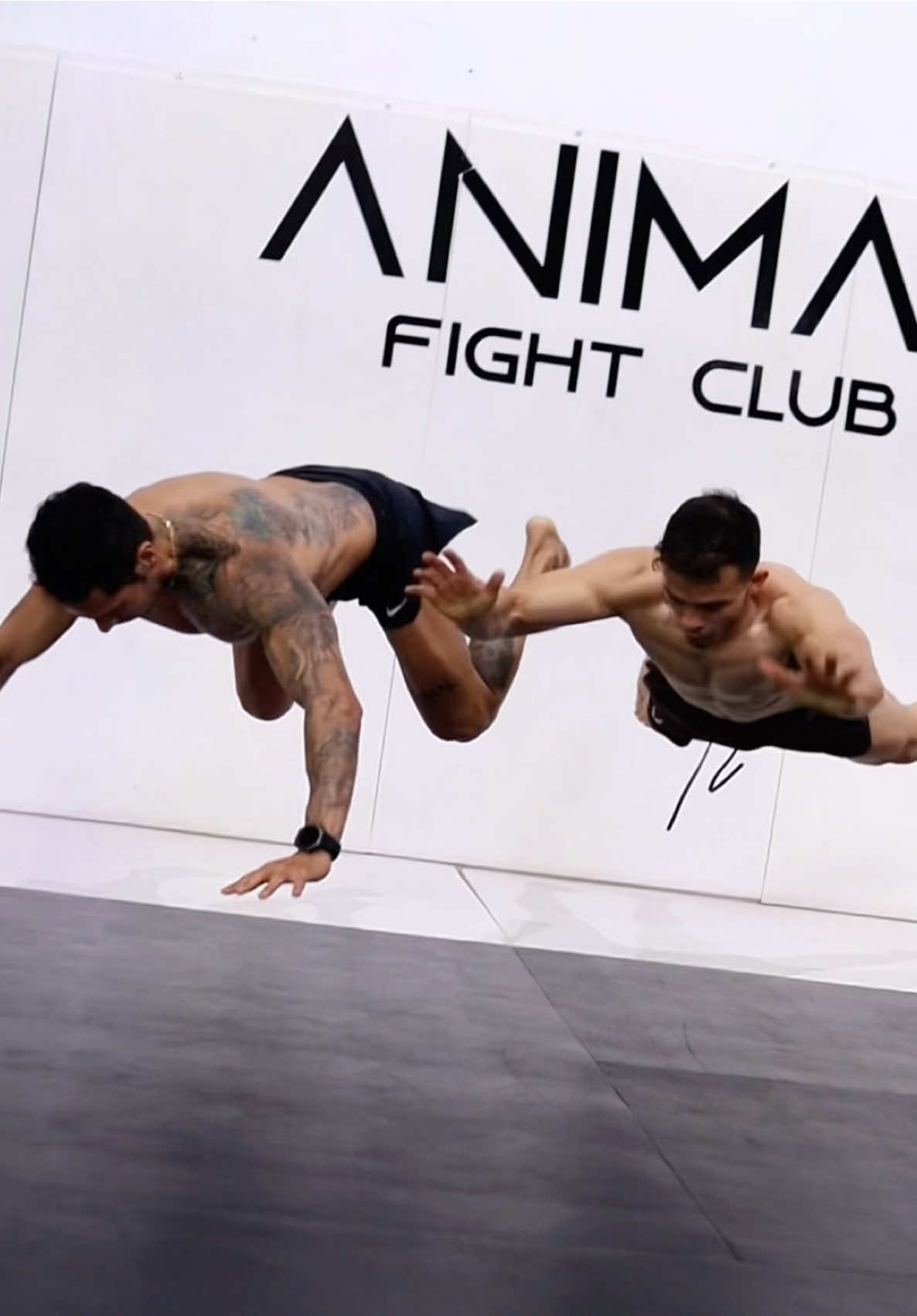 @ANIMAL MOVE