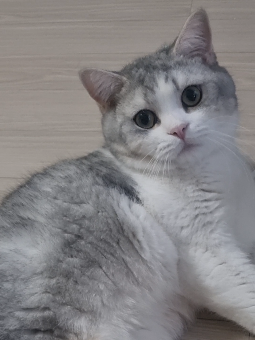 @고여사또치
